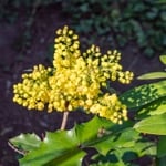 Potential Benefits and Side Effects of Berberine
