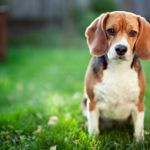 Everything You Need to Know About Beagles