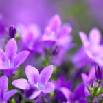 Purple Flowers That Create Eye-Popping Appeal