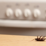 Easy, Effective Ways to Pest-Proof Your House