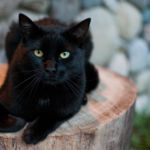 Can Cats Be Born With Down Syndrome?