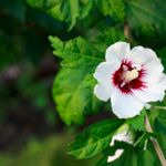 Rose of Sharon: A Showy Summer Bloomer