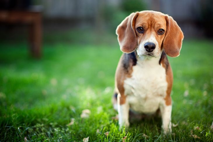 Everything You Need to Know About Beagles