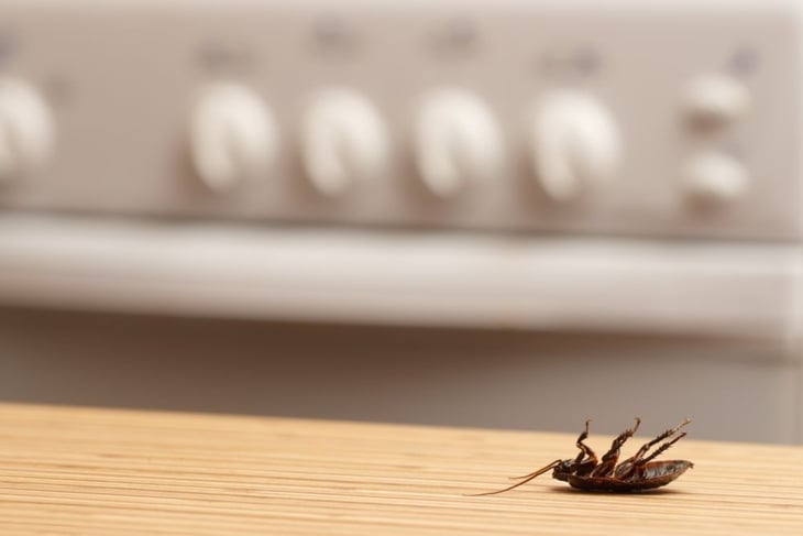 Easy, Effective Ways to Pest-Proof Your House
