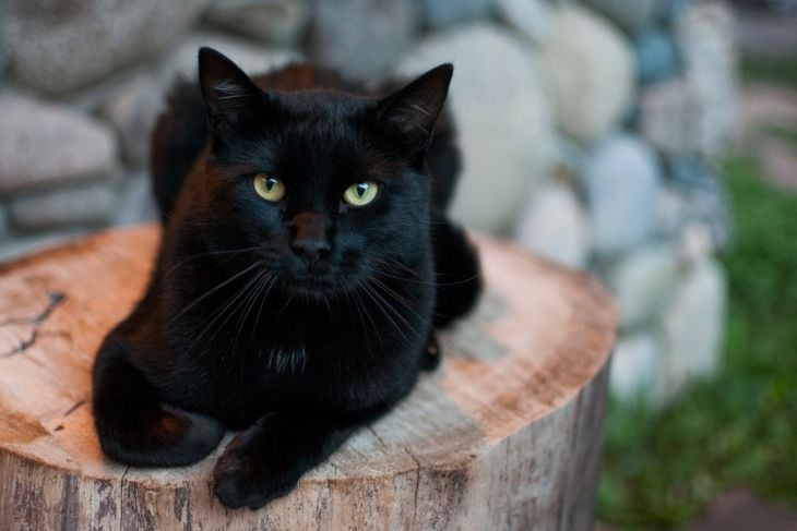 Can Cats Be Born With Down Syndrome?