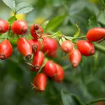The Many Helpful Health Effects of Rosehips