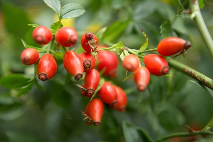 The Many Helpful Health Effects of Rosehips