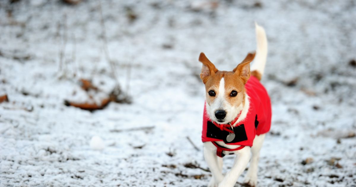 The Best Winter Coats for Your Dog Facty