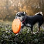 These Mixed Breed Dogs Are Truly One of a Kind