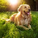 Discover the Best Dog Breed for Your State