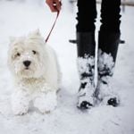 Keeping Your Dog Safe and Healthy During the Winter