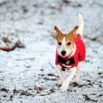 The Best Winter Coats for Your Dog