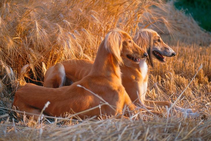 Two saluki dogs crouched in a field, side view