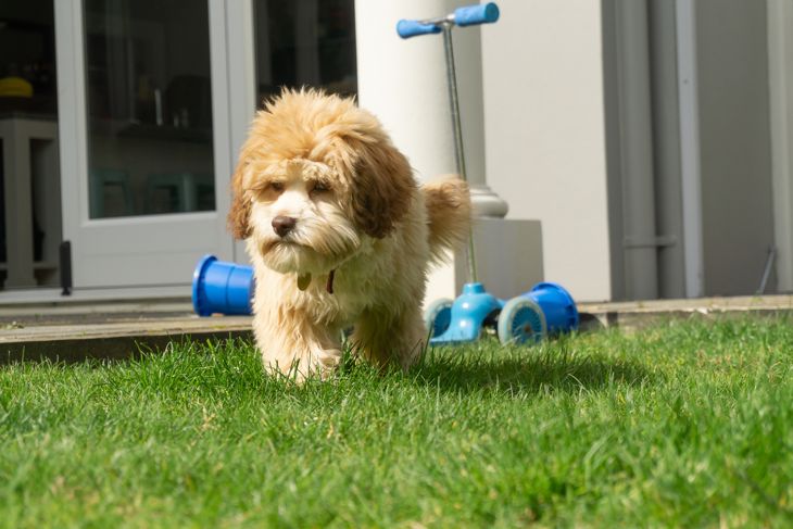 Lowchen puppy soft friendly and playful in back yard.