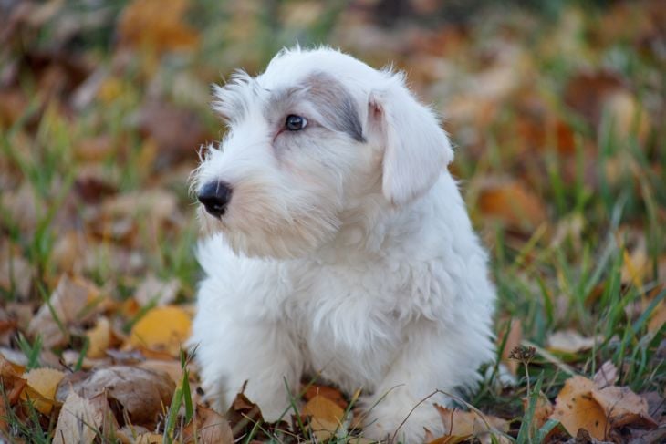 Cute sealyham terrier puppy is lying in the autumn foliage. Welsh border terrier or cowley terrier. Two month old. Pet animals.