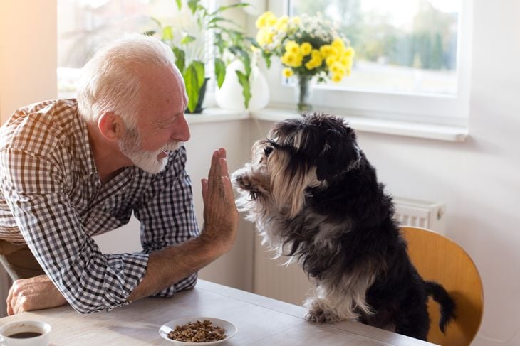 Cute dog giving five with paw to a senior man at dining table with food in small plate in front of him