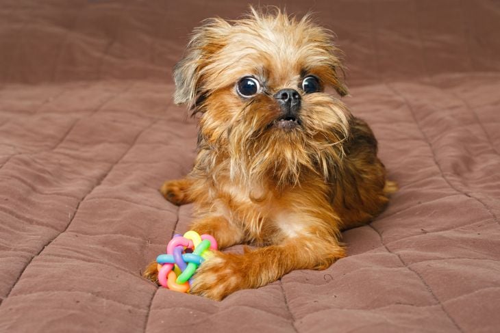 Brussels Griffon puppy playing ball on the bed