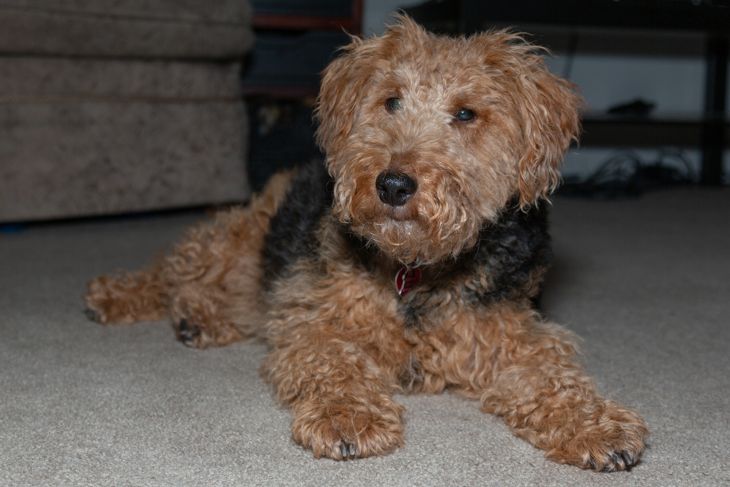 Welsh Terrier dog lying on carpet looking at the camera full body view indoor