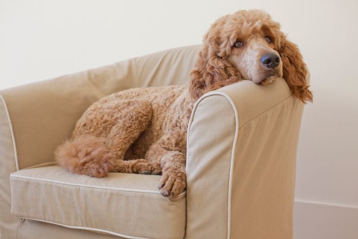 Dog resting in arm chair
