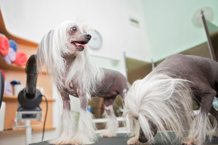 Two Chinese crested dogs at groo
