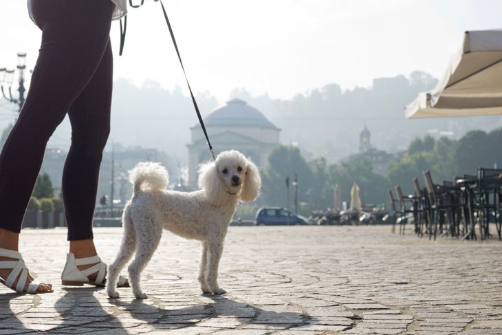 Woman walks poodle on cobblestone piazza, city