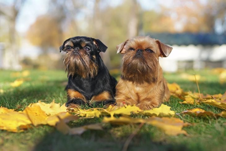 Brussels Griffon dogs (Griffon Belge and Griffon Bruxellois) lying outdoors on a green grass with fallen yellow maple leaves in autumn