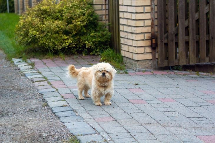 Small funny dog guards house. Cute terrier puppy near wooden gate of house. Dandie Dinmont Terrier mustard colour