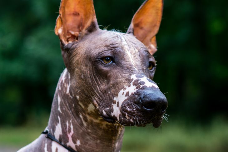 Close up portrait One Mexican hairless dog (xoloitzcuintle, Xolo) on a background of green grass and trees in the park