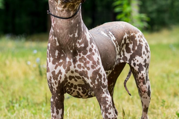 One spotted Mexican Hairless Dog (xoloitzcuintle, Xolo) in full growth in a park on a background of green trees
