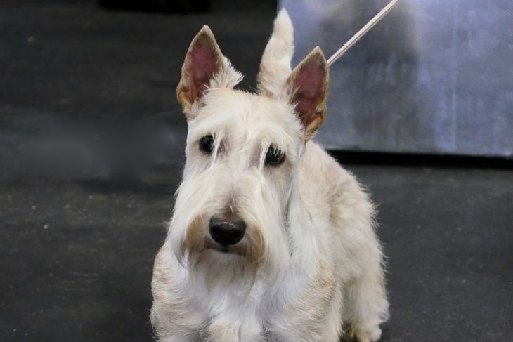 Small Terrier Dogs in obedience training