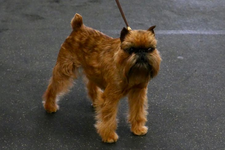 Small breed "Toy" dogs learning obedience