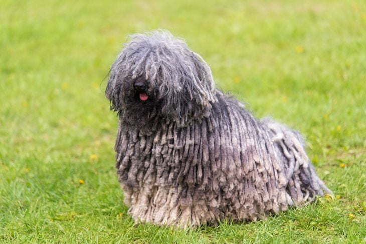 Gray hungarian puli dog in the green park