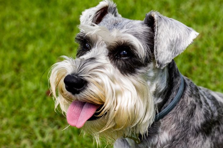 A gray schnauzer mini dog at a green grass background seems extremely happy and is looking to some point out of the frame