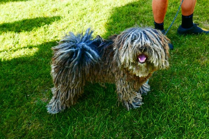 The Hungarian Dog known for it's corded curly coat