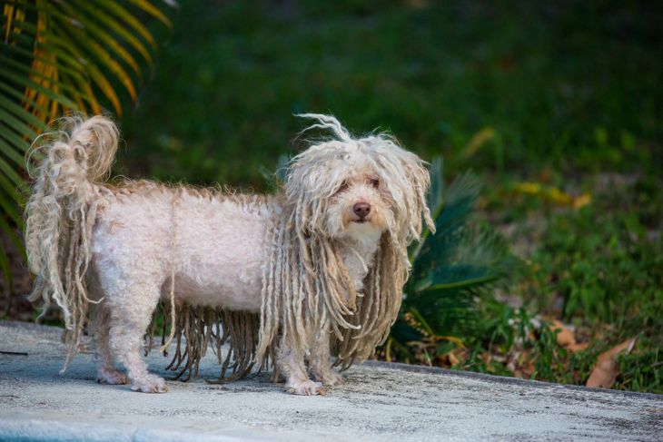 Toy Puli showing the underside of his dreads