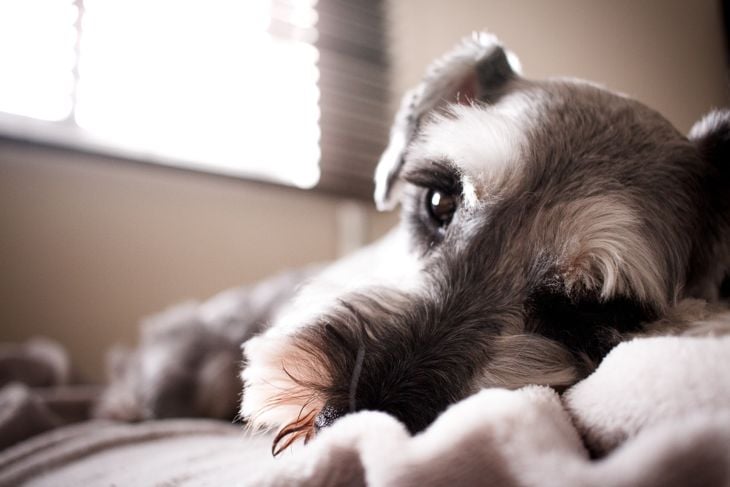 A portrait of a cute schnauzer.