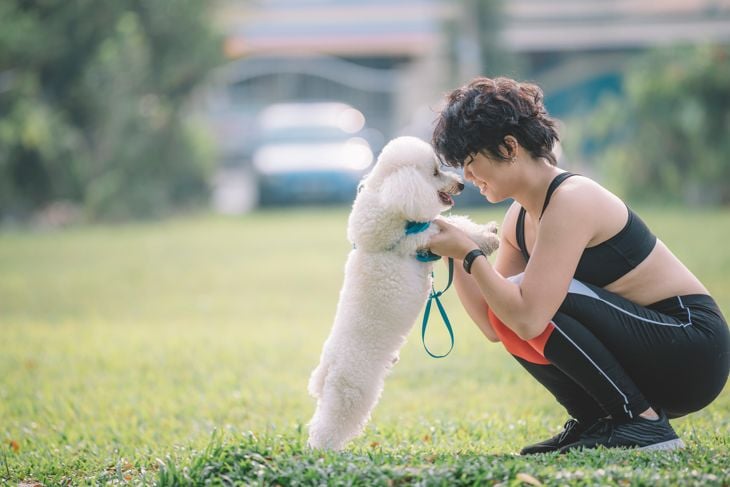 an asian chinese teenager girl training her pet toy poodle in the morning at public park
