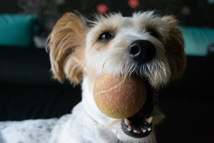 Portrait and dettail of a dog