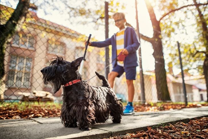 Portrait of a little boy enjoying walking his dog in autumn park. Sunny autumn day. Focus on the black Scottish terrier. Nikon D850