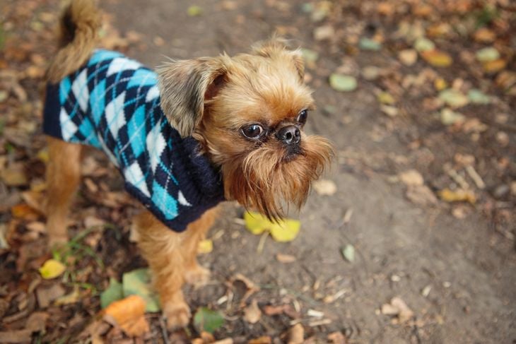 Brussels Griffon dog on a walk in the Park in autumn