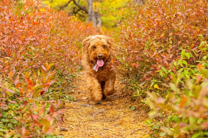 young miniature golden doodle enjoying off-leash run on hiking trail in autumn weather. 3 year old female Minature Golden doodle.
