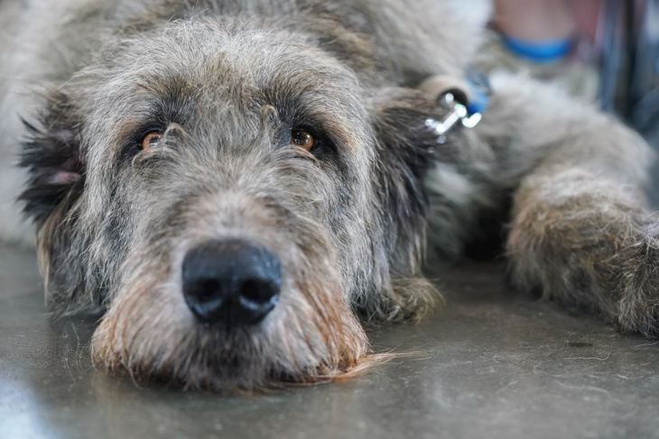 Scottish deerhound dog laying on stone floor indoors, looking bored tired.