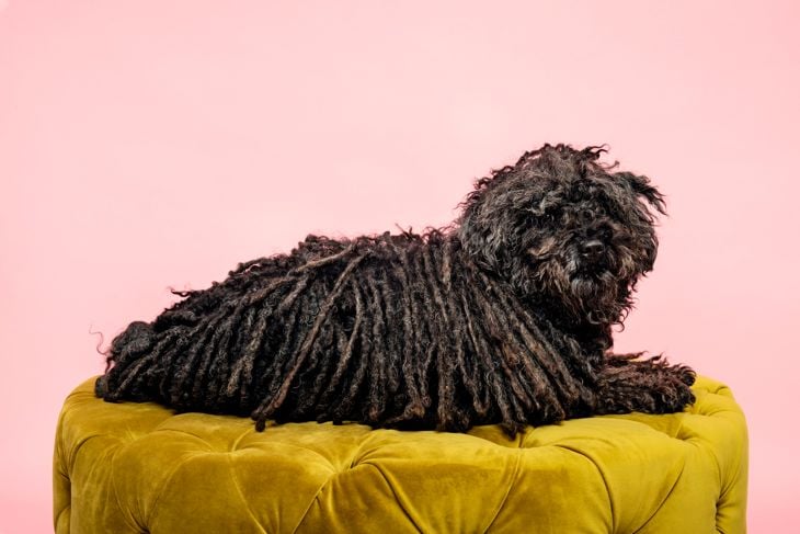Studio portrait of a young dark coloured Hungarian Komondor sheepdog who is lying on a gold coloured pouffe against a pale pink background. Colour horizontal with some copy space.