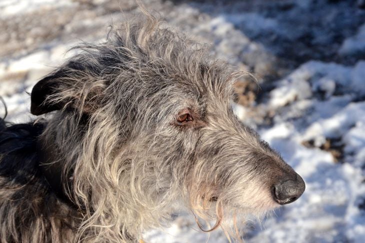 Side view of the tousled face of a Scottish Deerhound.