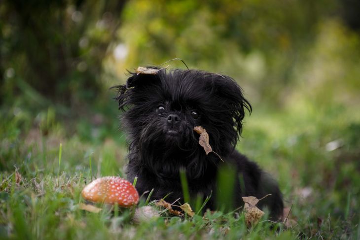 Black shaggy affenpincher dog sitting next to the fly agaric on the grass in the forest