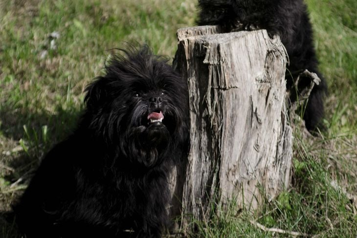 Two affenpincher dogs are sitting near the stump against the background of grass