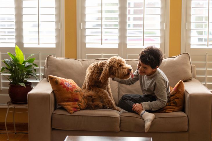 High quality stock photo of a eight-year old boy playing with a Goldendoodle at home on the couch.
