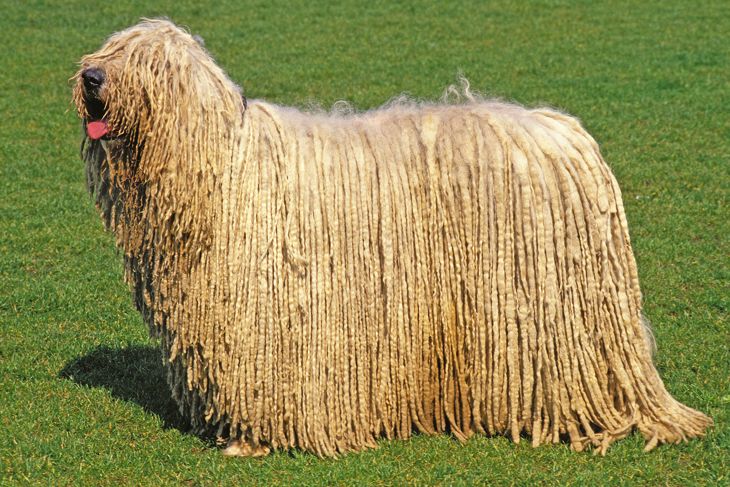 KOMONDOR DOG, ADULT ON GRASS