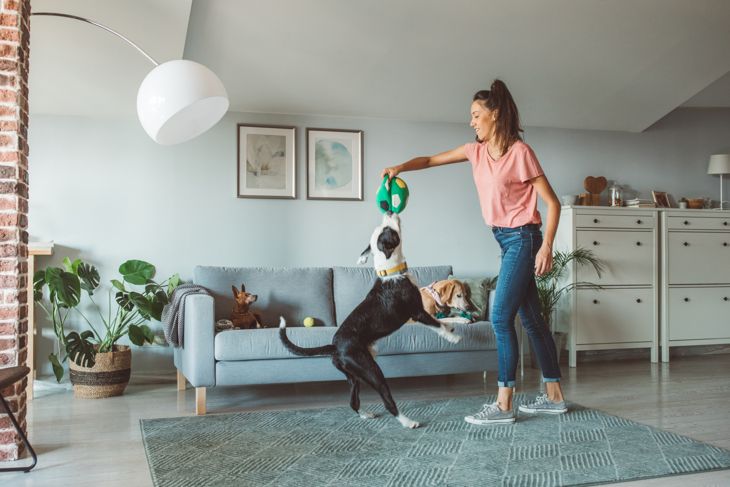 Indoor Activities to Keep Your Dog Busy