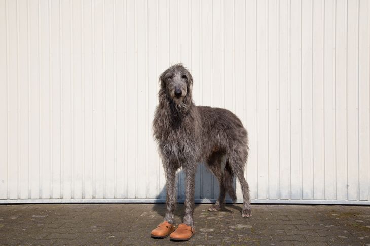 scottish deerhound with shoes